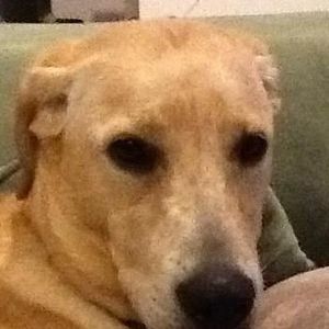 Meet your Posher, Diane